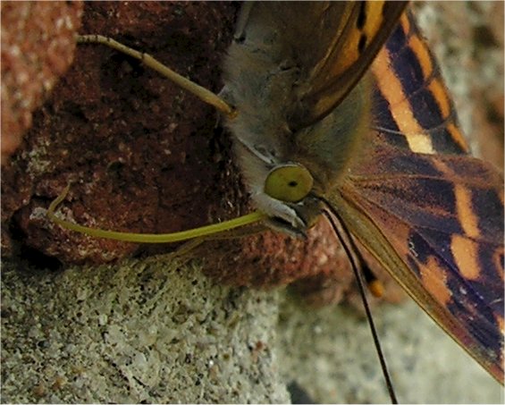 Apatura ilia f. clytie femmina